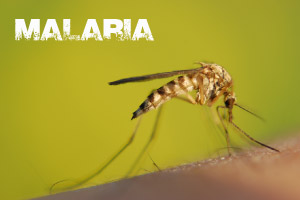 Global Health Initiative - Malaria Awareness