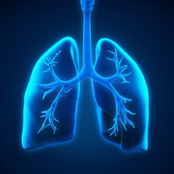 Fundamentals of Cellular Respiration